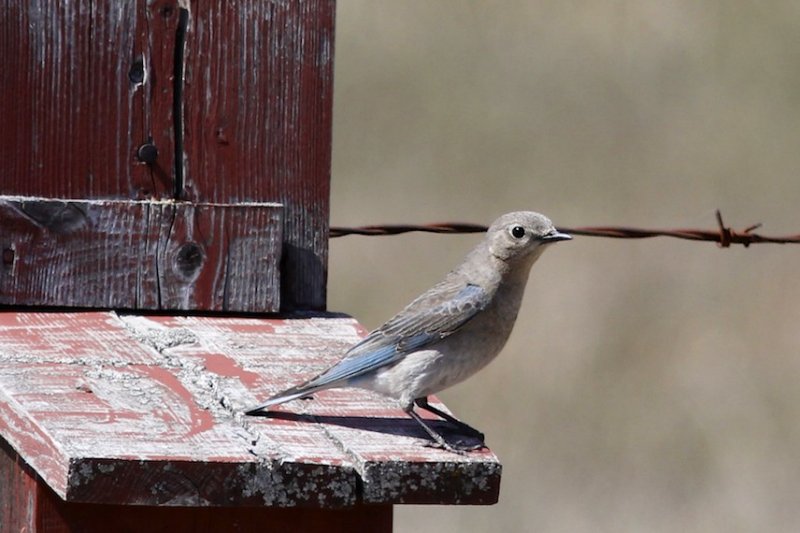Mountain Bluebird (female).jpg