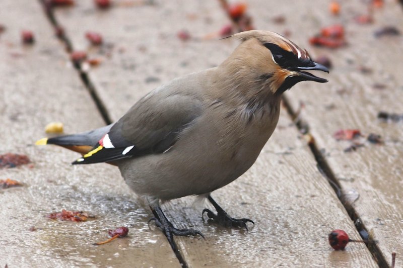 Bohemian Waxwing.jpg