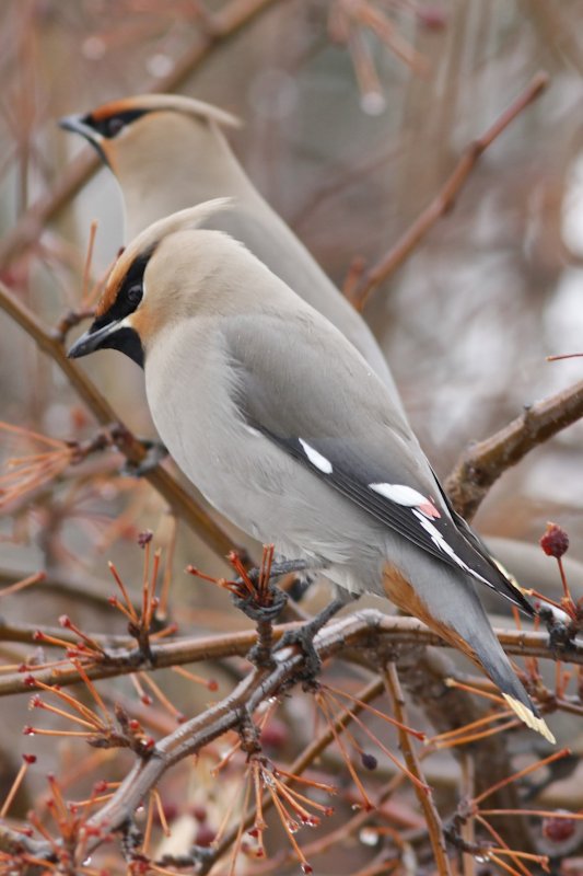 Bohemian Waxwing.jpg