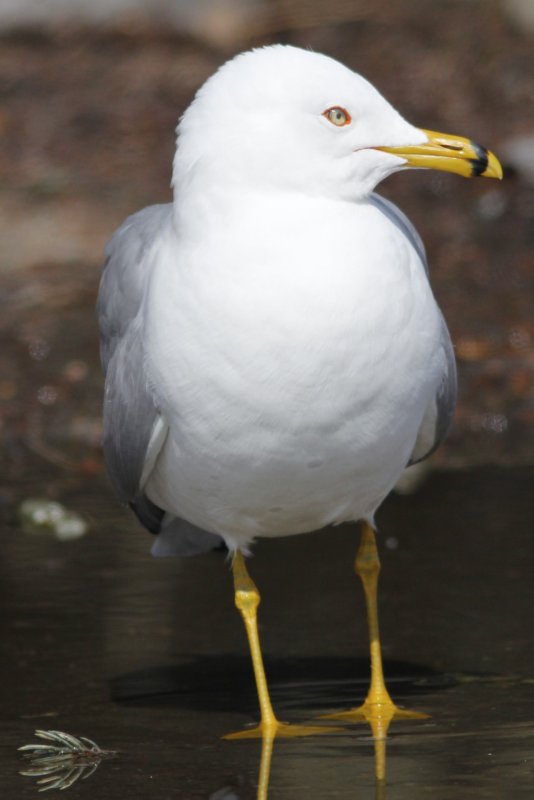 Ring-billed Gull.jpg