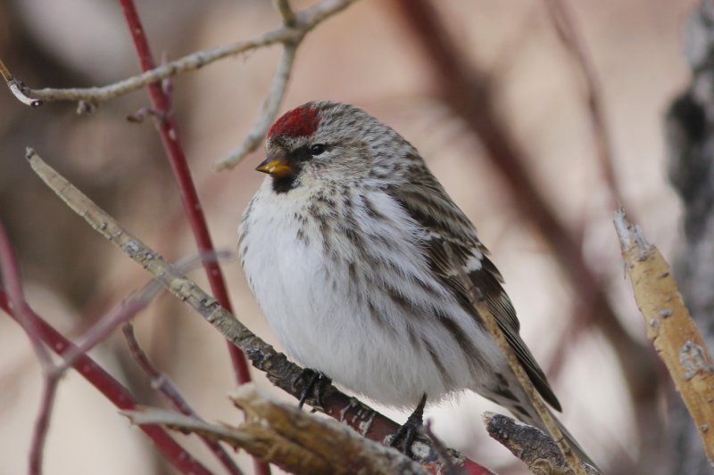 Common Redpoll.jpg