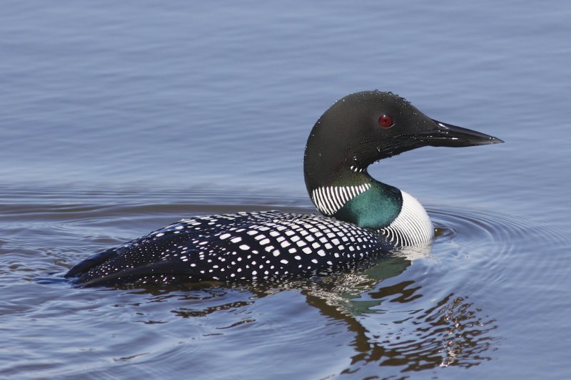 Common Loon Beaumaris Lk.jpg