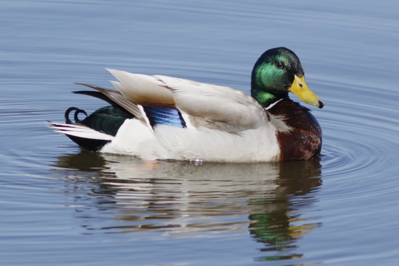 Mallards