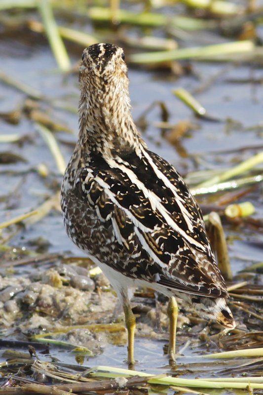 Snipe (back).jpg