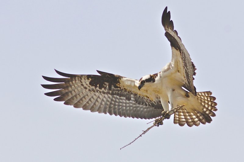 Osprey.jpg