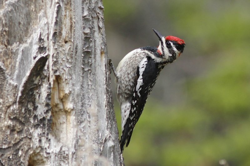 Red naped Sapsucker (female).jpg