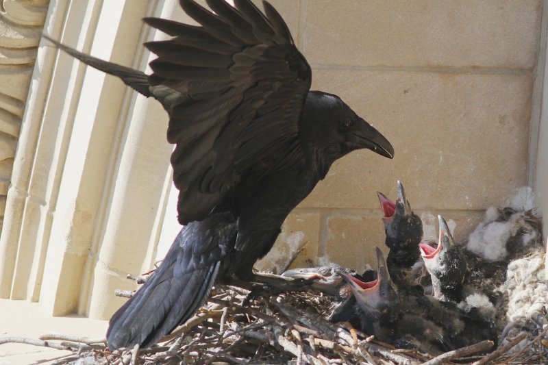 Raven and chicks.jpg