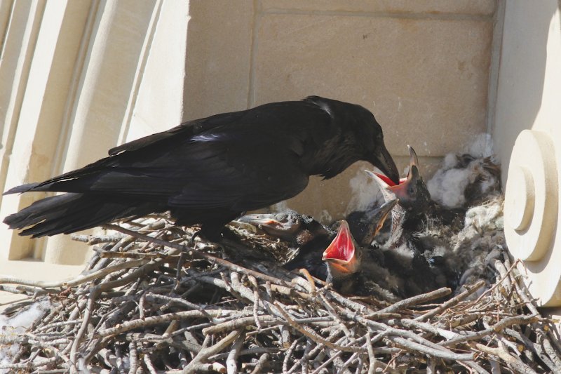 Corvids: Jays, Crows and Ravens