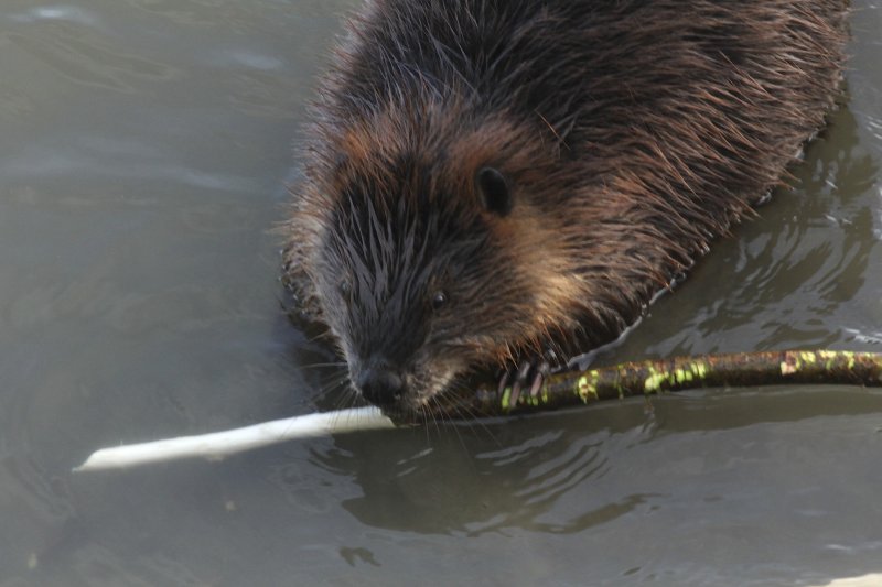 Beaver in the N Sask River Laurier Park.jpg