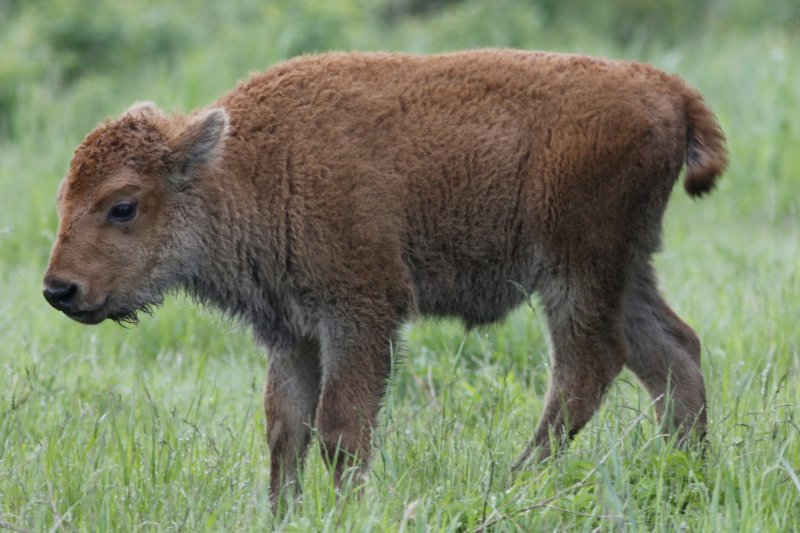 Bison baby.jpg