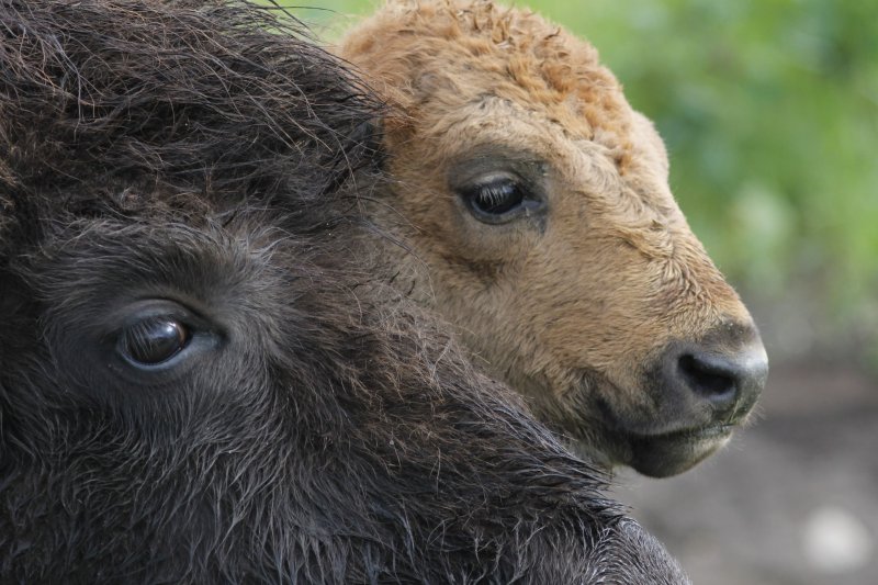 Bison baby with mom.jpg