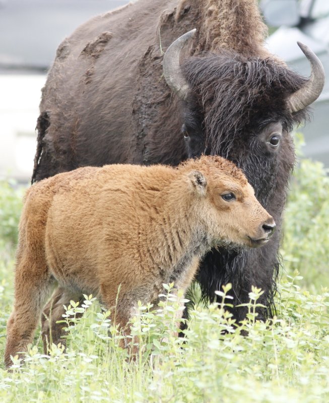Bison baby with mom Elk Island Park