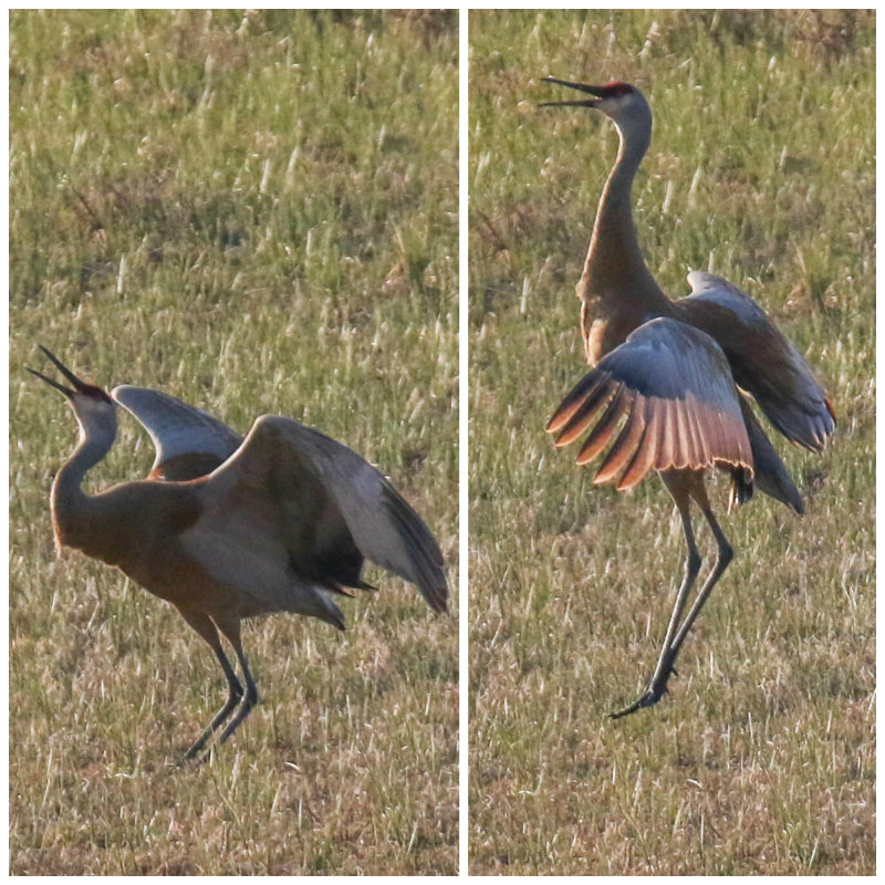 Sandhill Crane Collage.jpg