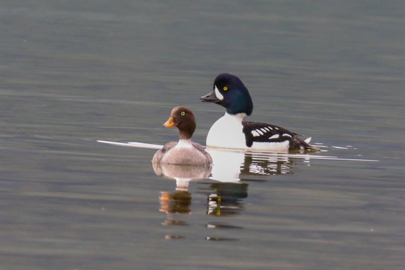 Barrow's Goldeneye, Waterton, Alberta
