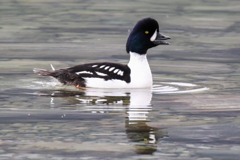 Barrow's Goldeneye, Waterton, Alberta