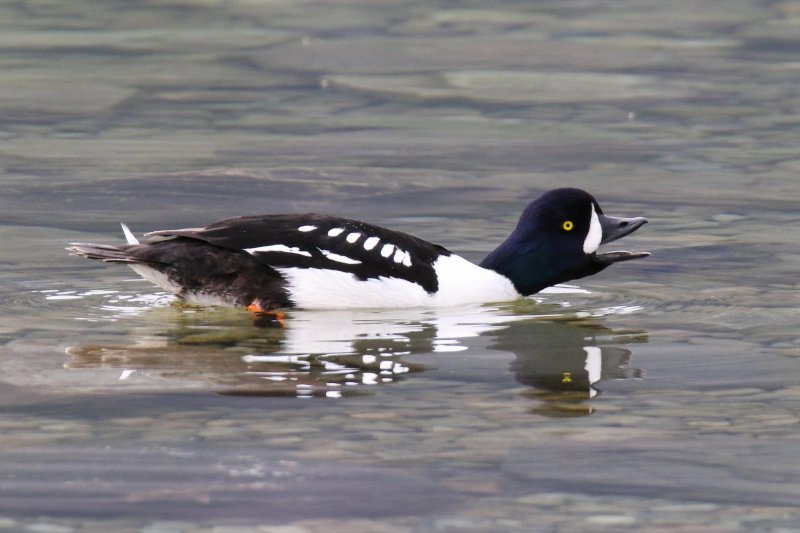 Barrow's Goldeneye, Waterton, Alberta
