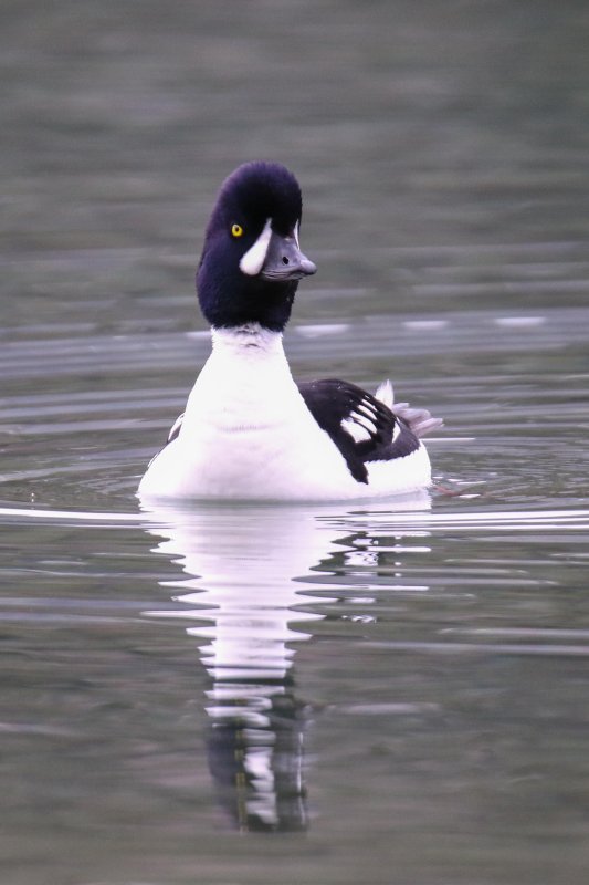 Barrow's Goldeneye, Waterton, Alberta