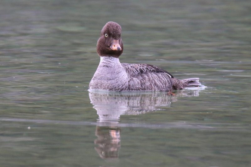 Barrow's Goldeneye, Waterton, Alberta