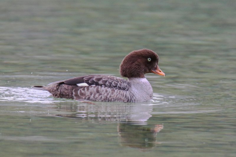 Barrow's Goldeneye, Waterton, Alberta
