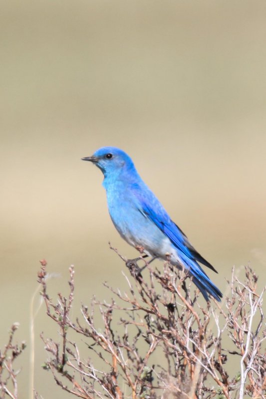 Mountain Bluebird, Waterton, Alberta