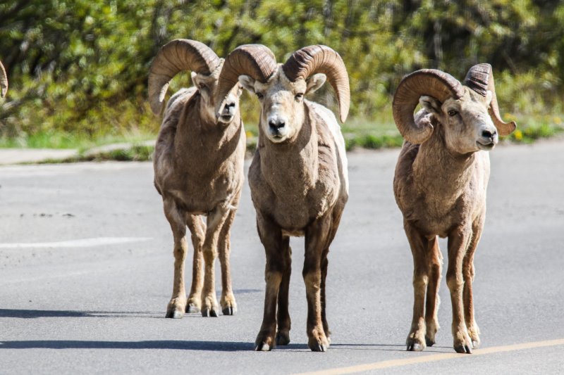 Bighorn Sheep, Waterton, Alberta