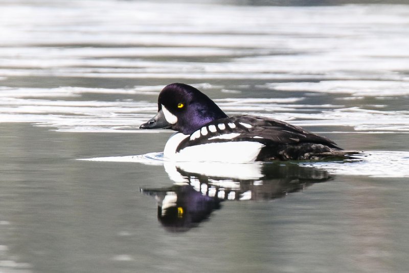 Barrow's Goldeneye, Waterton, Alberta