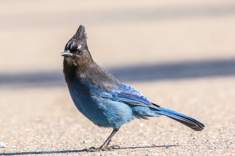 Steller's Jay, Waterton, Alberta