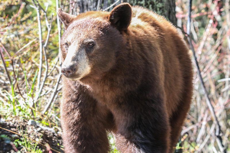 Cinnamon Black Bear, Waterton, Alberta