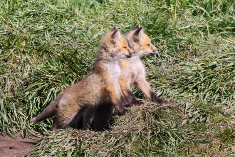 Red Fox kits Waterton, Alberta