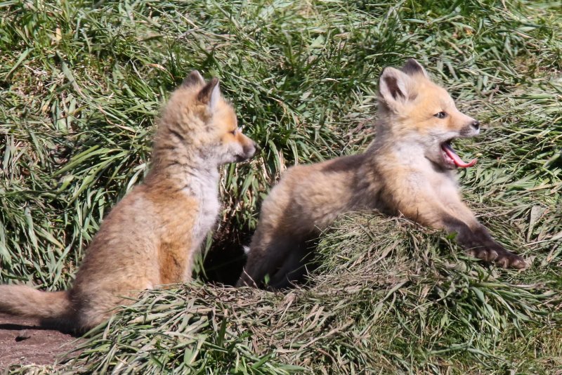 Red Fox kits Waterton, Alberta