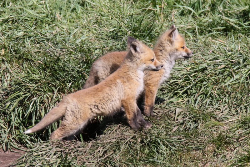 Red Fox kits Waterton, Alberta