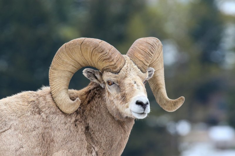 Bighorn Sheep, Waterton, Alberta