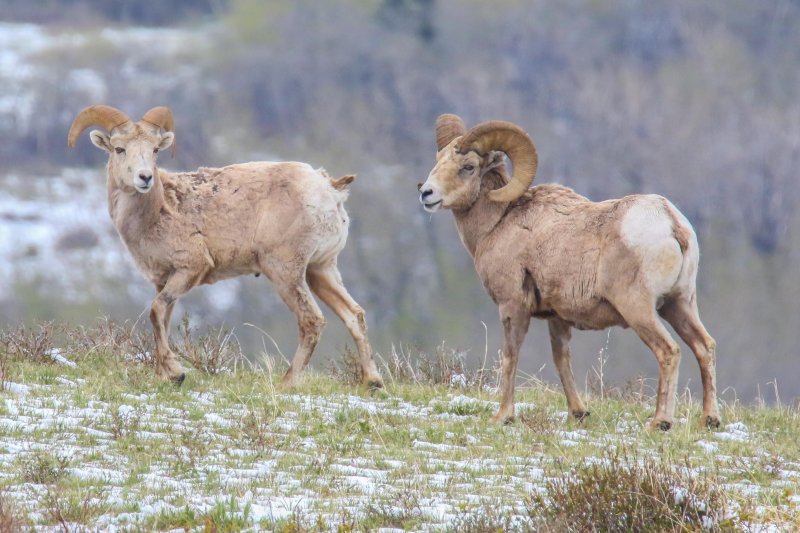 Bighorn Sheep, Waterton, Alberta