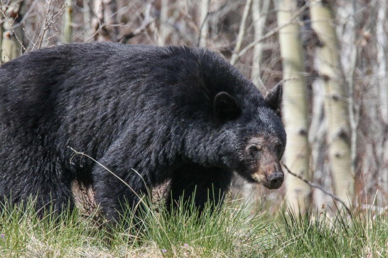 Black Bear, Waterton, Alberta