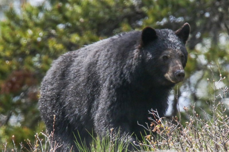 Black Bear, Waterton, Alberta