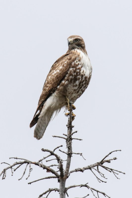 Red-tailed Hawk, Waterton, Alberta