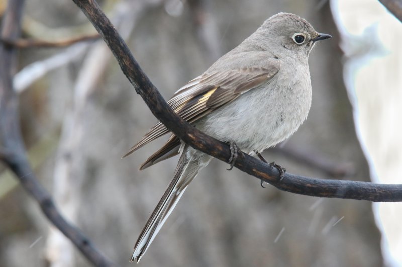 Townsend's Solitaire, Waterton, Alberta