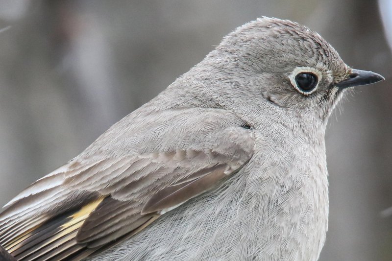 Townsend's Solitaire, Waterton, Alberta