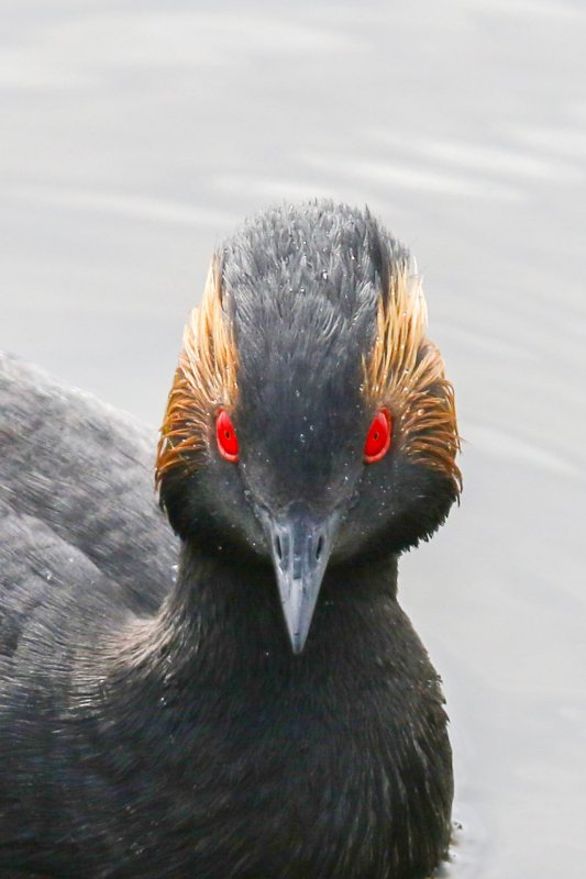 Eared Grebe, Frank Lake, Alberta