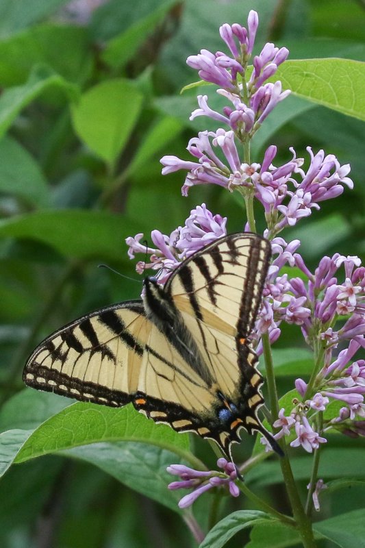 Tiger Swallowtail