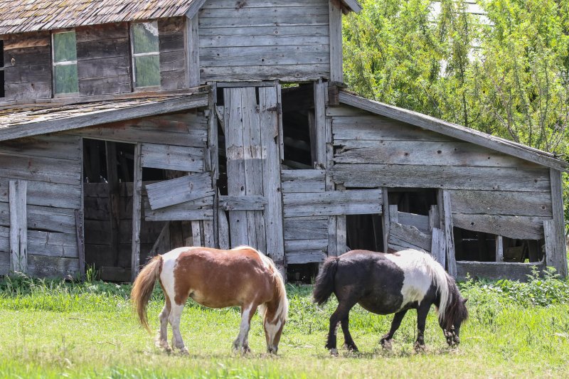 Halkirk farm
