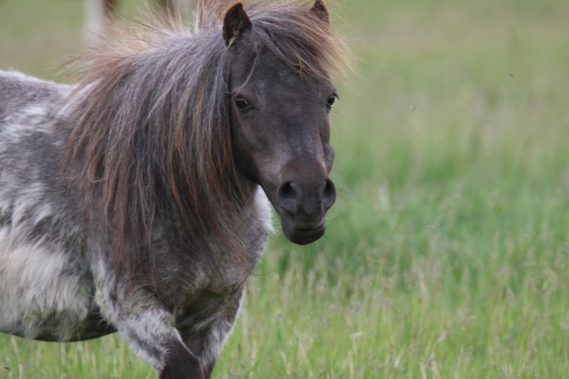 Miniature Horse
