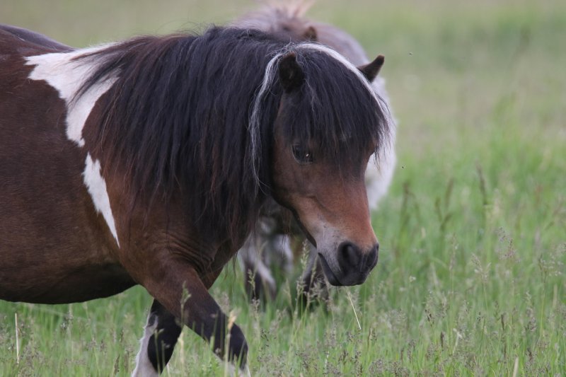 Miniature Horse