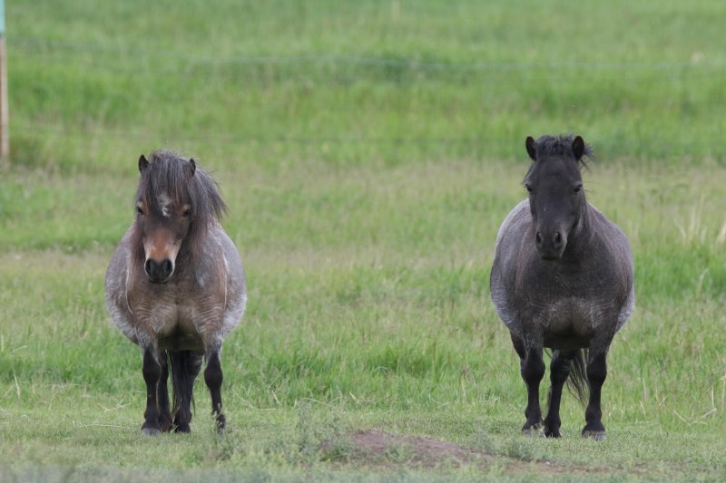 Miniature horses