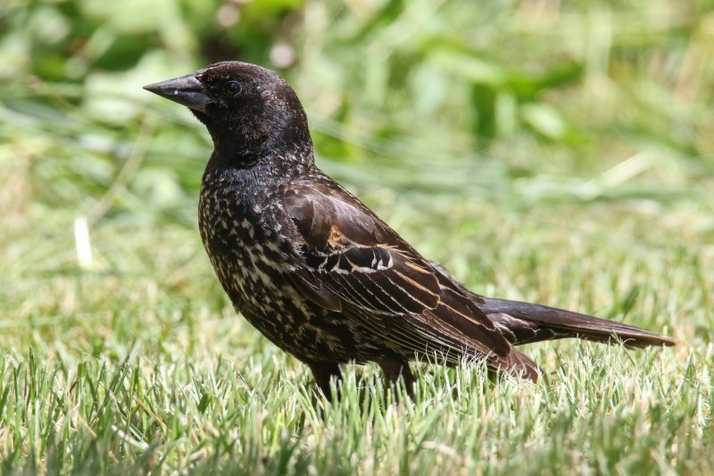 Young Red-winged Blackbird