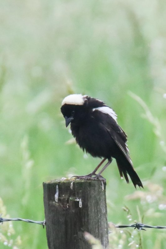 Bobolink 