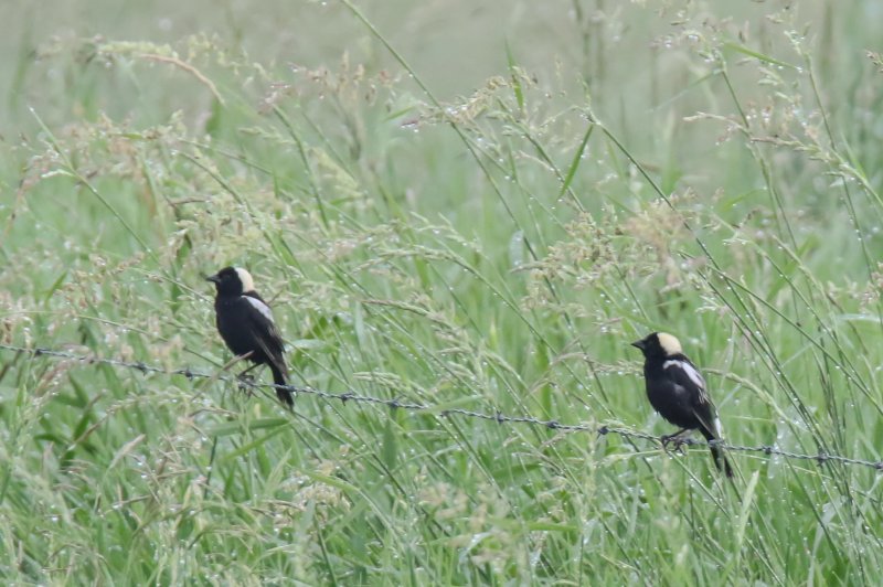 Bobolink 