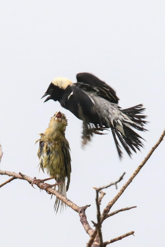 Bobolink male and female
