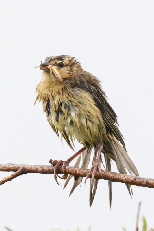 Bobolink female