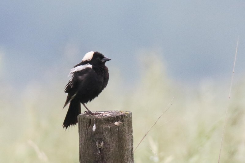 Bobolink